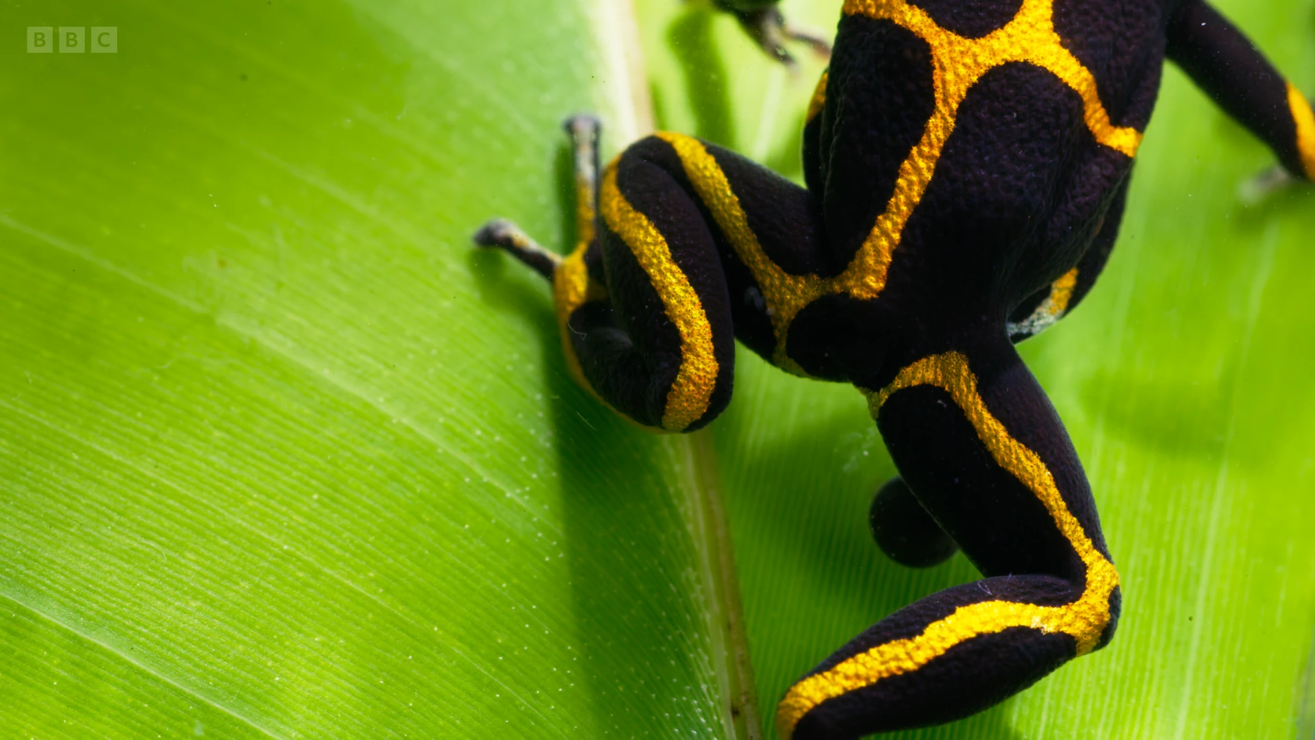 Mimic poison frog (Ranitomeya imitator) as shown in Seven Worlds, One Planet - South America